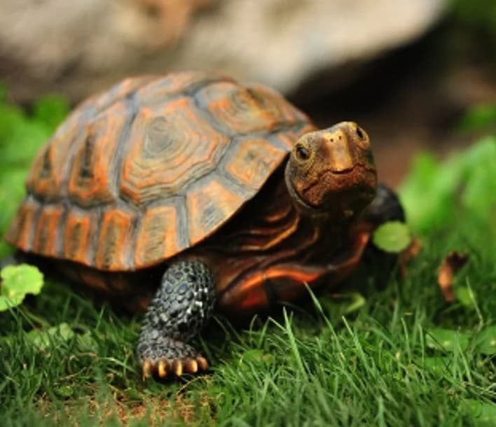 ÉGLANTINE, female Mixed Breed for adoption at SPA Chamarande, Chamarande