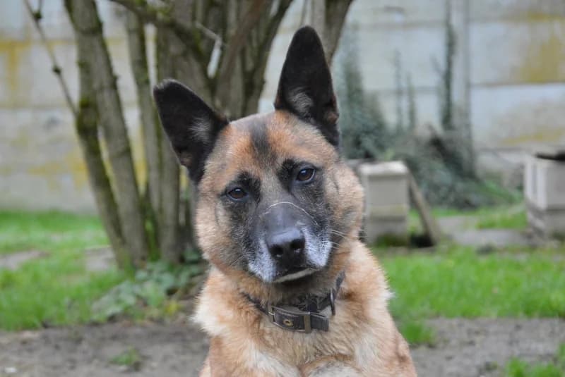 MAX CHAO, male Mixed Breed for adoption at SPA Chamarande, Chamarande