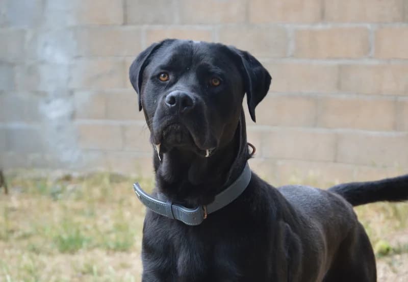 RAYTON CHAO, male 3yo Cane Corso for adoption at SPA Chamarande, Chamarande