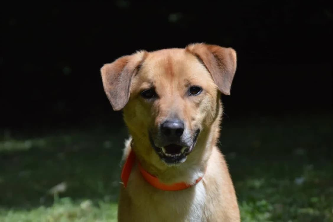 THAYSON CHAO, male mixed breed for adoption at SPA Chamarande, Chamarande