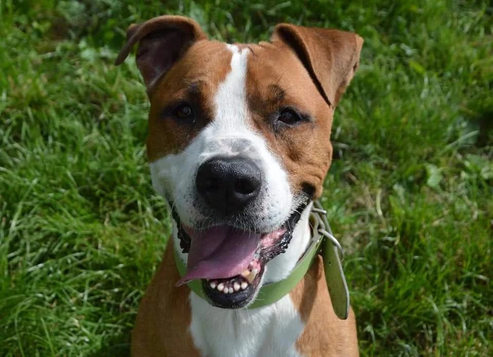 LUCKY CHAO, male Mixed Breed for adoption at SPA Chamarande, Chamarande