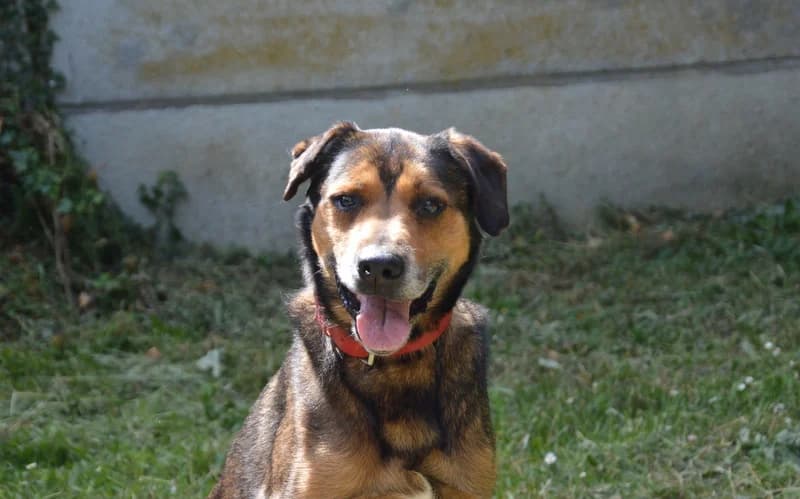 MALOÏ CHAO, male Mixed Breed for adoption at SPA Chamarande, Chamarande