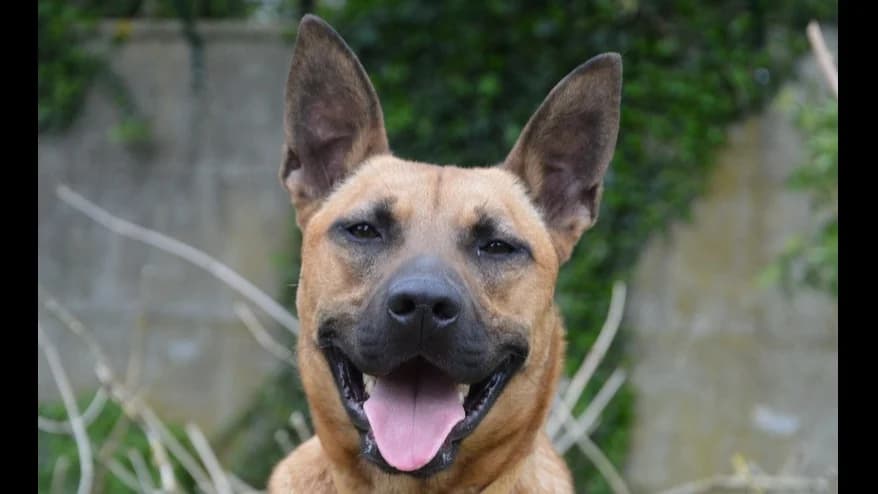 SAHARA CHAO, male 4yo Mixed Breed for adoption at SPA Chamarande, Chamarande