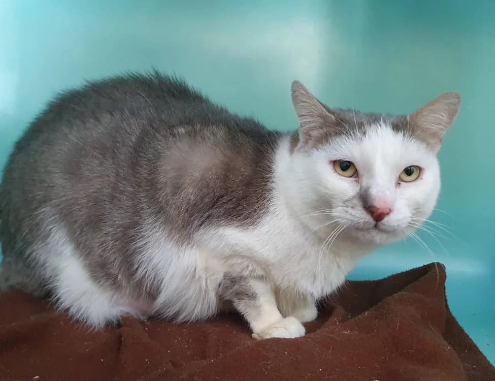 JEAN ERIC CHA, male mixed breed for adoption at SPA Chamarande, Chamarande