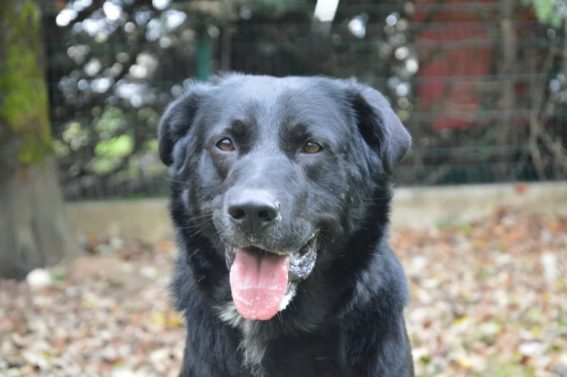 SHELBY CHAO, male Labrador Retriever for adoption at SPA Chamarande, Chamarande