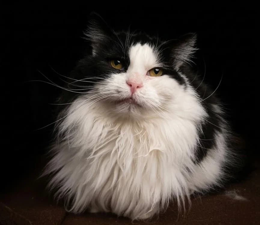 MEG CHA, female mixed breed for adoption at SPA Chamarande, Chamarande