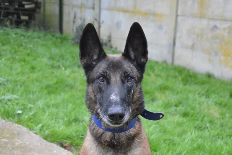 OSWALD CHAO, male Belgian Malinois for adoption at SPA Chamarande, Chamarande