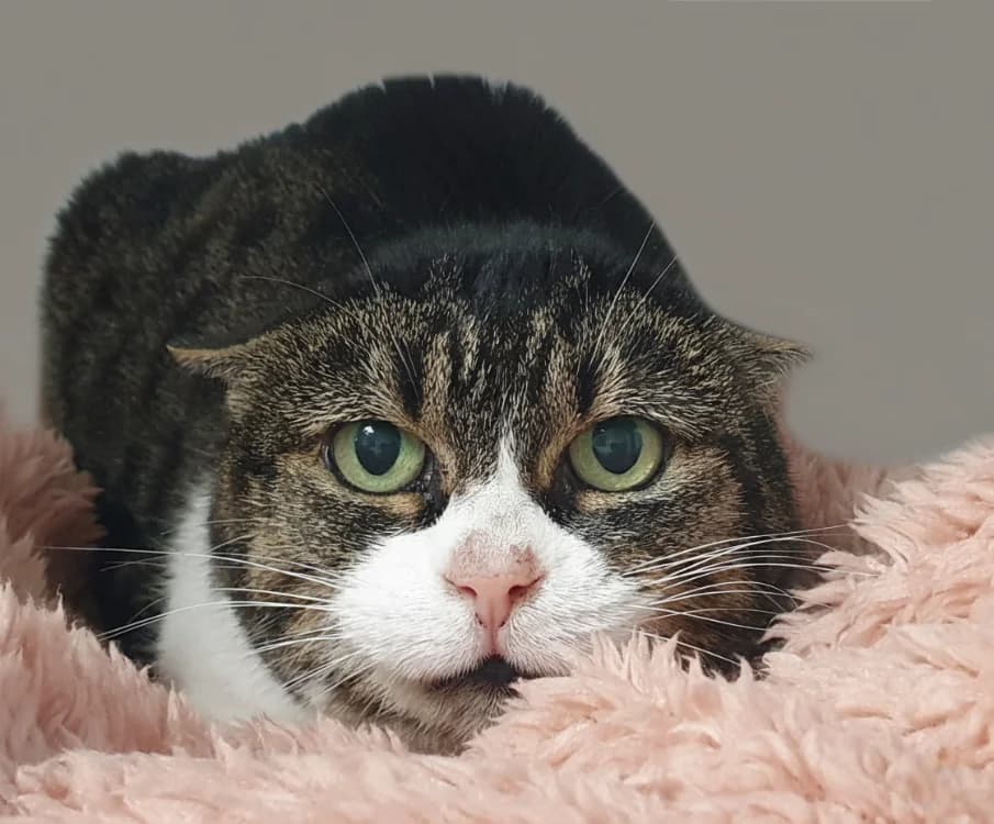 CHARLOTTE CHA, female mixed breed for adoption at SPA Chamarande, Chamarande