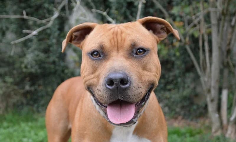 ACHIR CHAO, male Mixed Breed for adoption at SPA Chamarande, Chamarande