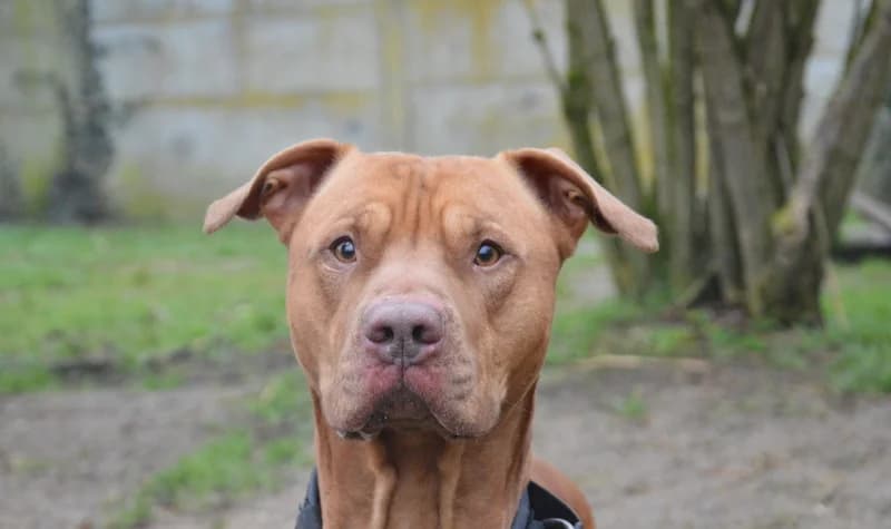 TYSON CHAO, male mixed breed for adoption at SPA Chamarande, Chamarande