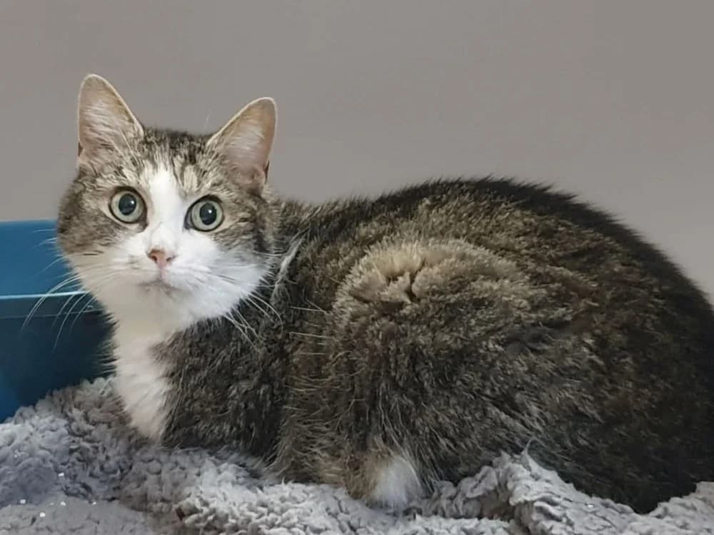 COTY CHA, female mixed breed for adoption at SPA Chamarande, Chamarande