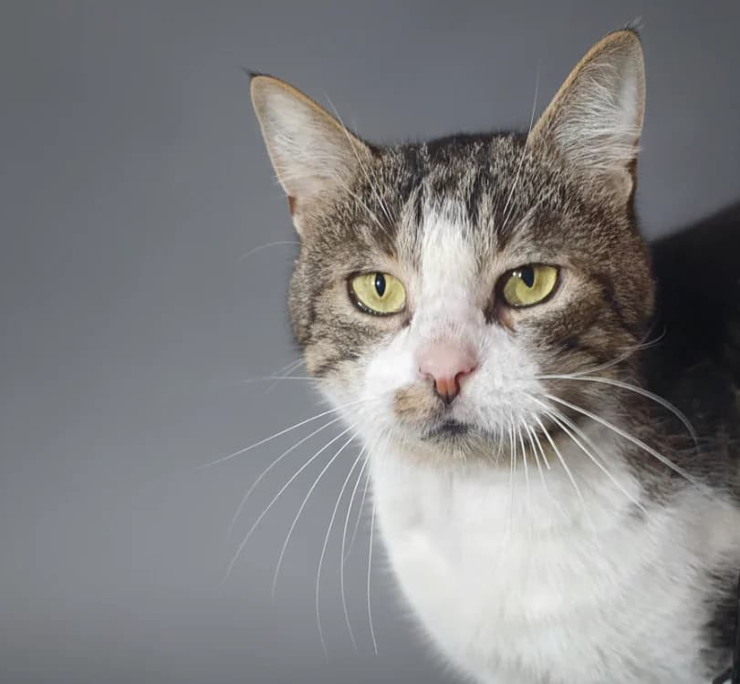 TOBY CHA, male mixed breed for adoption at SPA Chamarande, Chamarande