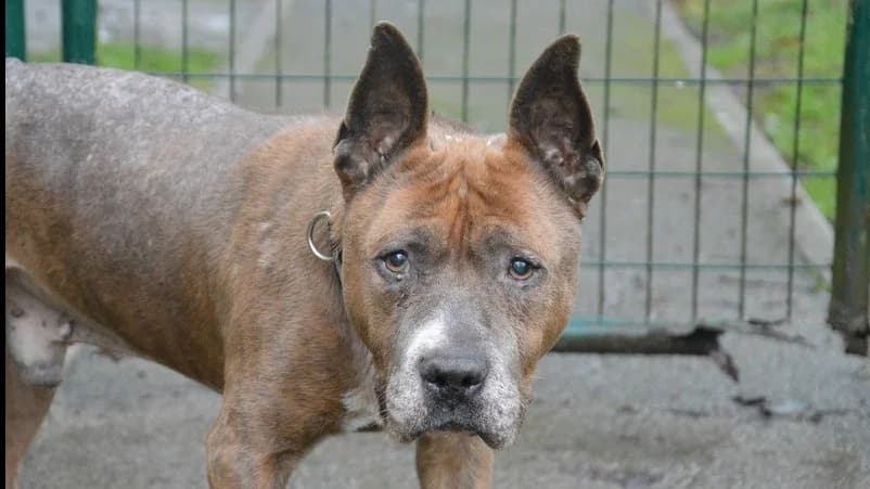 ZENZO CHAO, male American Staffordshire Terrier for adoption at SPA Chamarande, Chamarande