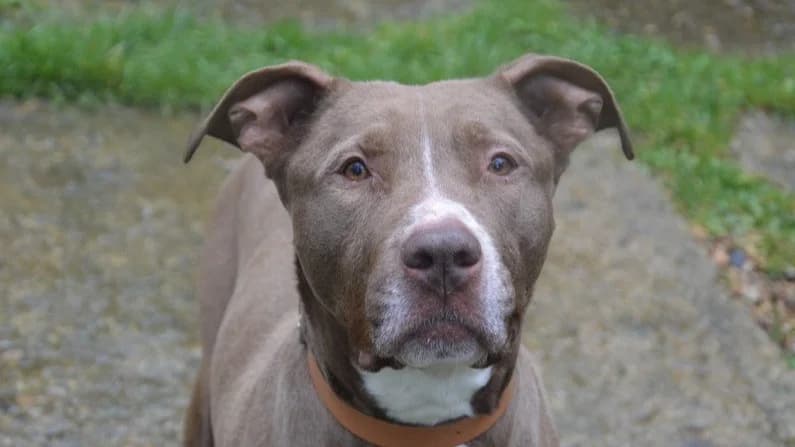 MANDELA CHAO12014, male 6yo Mixed Breed for adoption at SPA Chamarande, Chamarande
