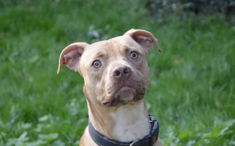 XATIDOU CHAO, male Mixed Breed for adoption at SPA Chamarande, Chamarande