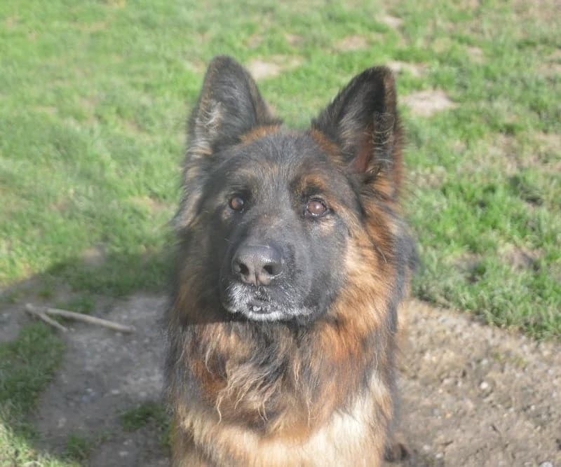 UDON CHAO, male German Shepherd for adoption at SPA Chamarande, Chamarande