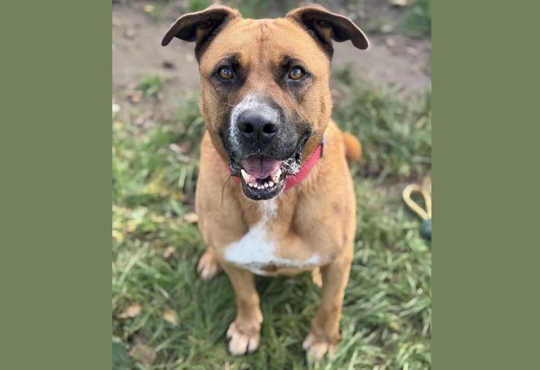 JACK CHAO, male Mixed Breed for adoption at SPA Chamarande, Chamarande