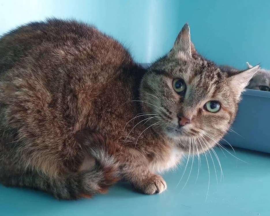PASTEÏS CHA, female senior mixed breed for adoption at SPA Chamarande, Chamarande