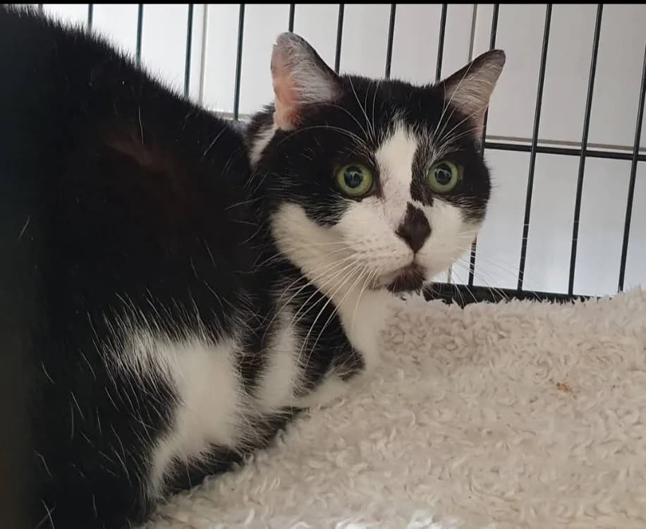 VICKING, male mixed breed for adoption at SPA Chamarande, Chamarande