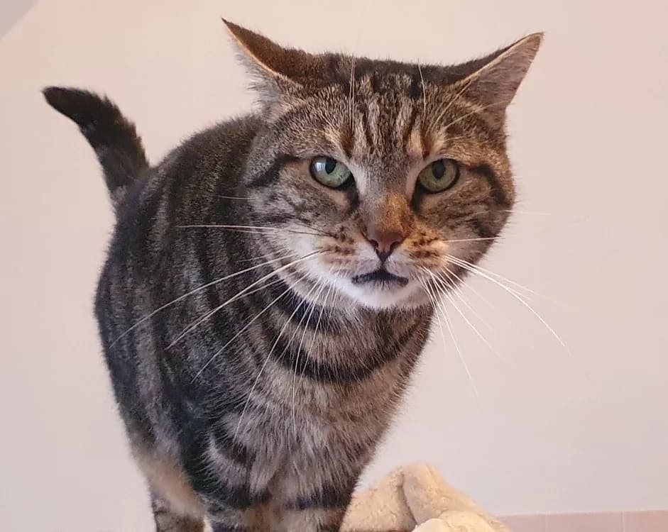 JAINA CHA, female mixed breed for adoption at SPA Chamarande, Chamarande