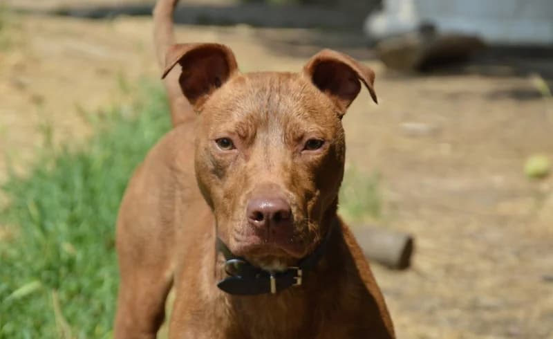 SEPTIN CHAO12017, male Mixed Breed for adoption at SPA Chamarande, Chamarande