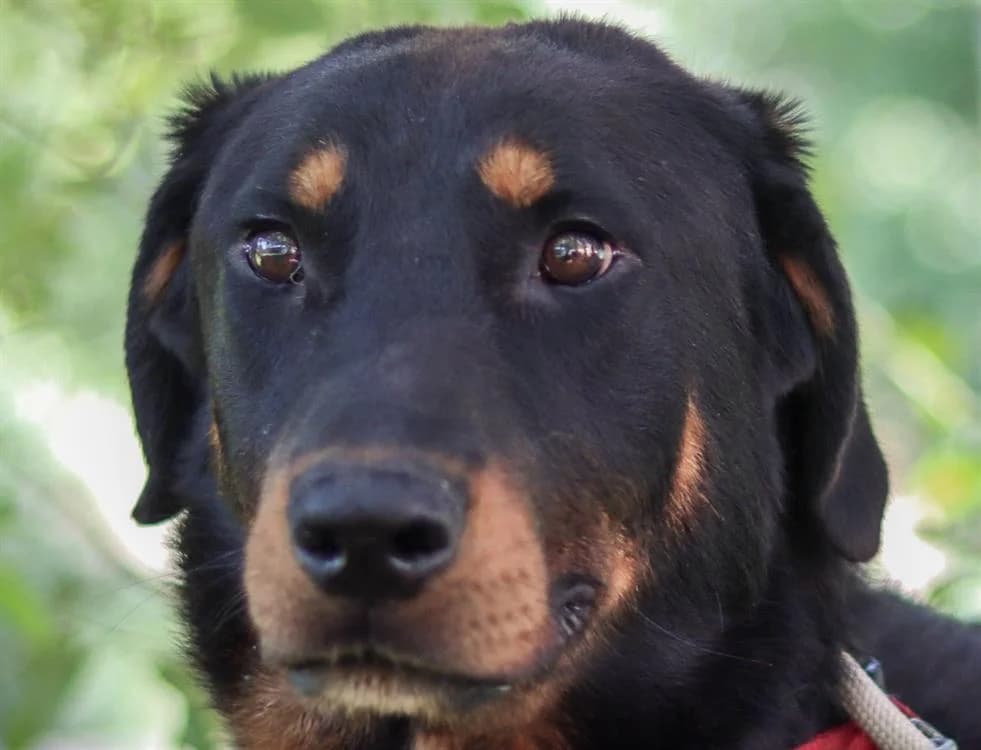 VULCAIN CHAO, male mixed breed for adoption at SPA Chamarande, Chamarande