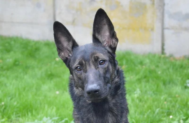 ONYSIA CHAO, female German Shepherd for adoption at SPA Chamarande, Chamarande