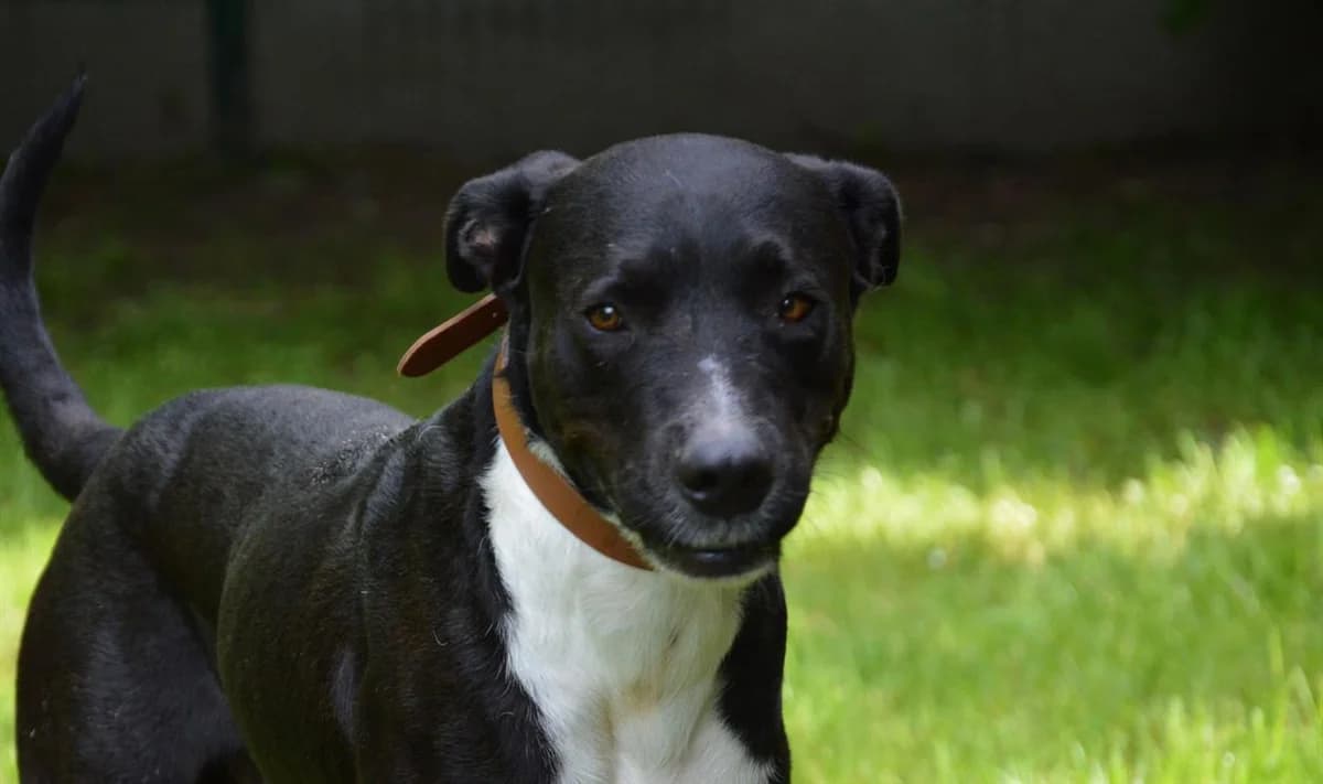 FLOYD CHAO 11168, male mixed breed for adoption at SPA Chamarande, Chamarande