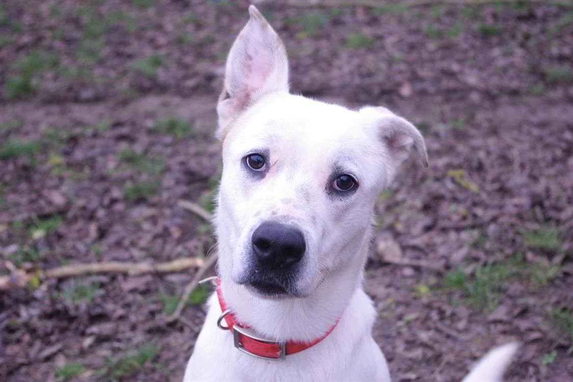 FABIO, male 6yo Mixed Breed for adoption at SPA Chamarande, Chamarande