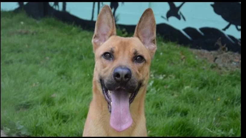 CITRON CHAO, male Mixed Breed for adoption at SPA Chamarande, Chamarande