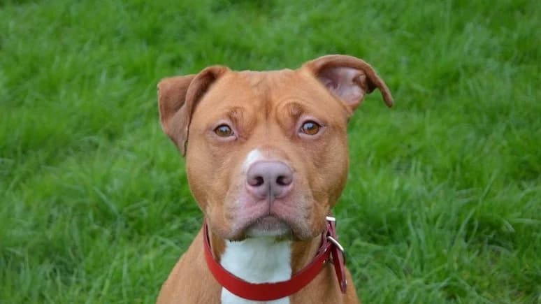 MAYA CHAO, female Mixed Breed for adoption at SPA Chamarande, Chamarande