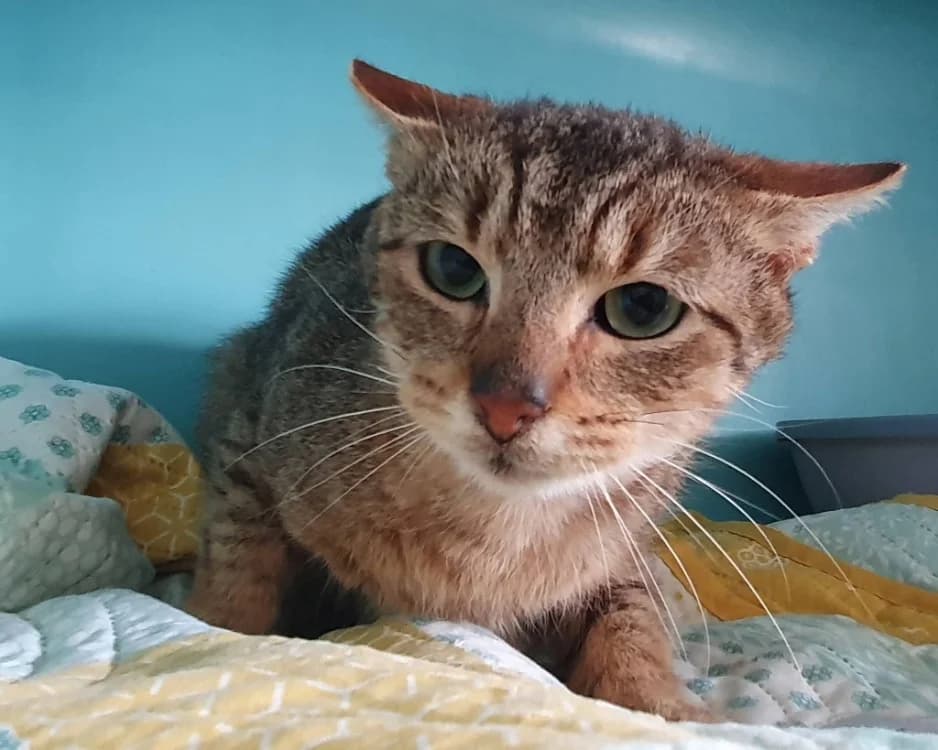 MARCEL CHA, male mixed breed for adoption at SPA Chamarande, Chamarande