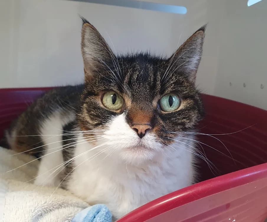 CANAILLE CHA, female mixed breed for adoption at SPA Chamarande, Chamarande