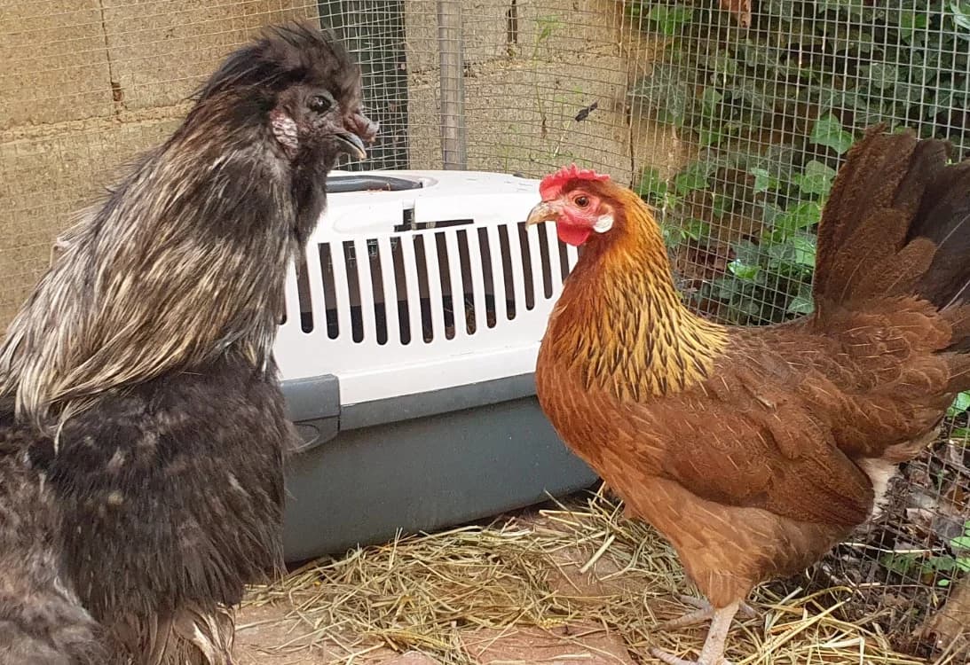 BOB CAC, male mixed breed for adoption at SPA Chamarande, Chamarande