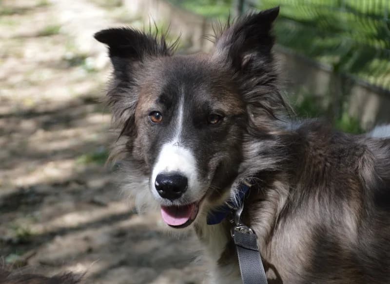 FRANNY CHAO, female young Border Collie for adoption at SPA Chamarande, Chamarande