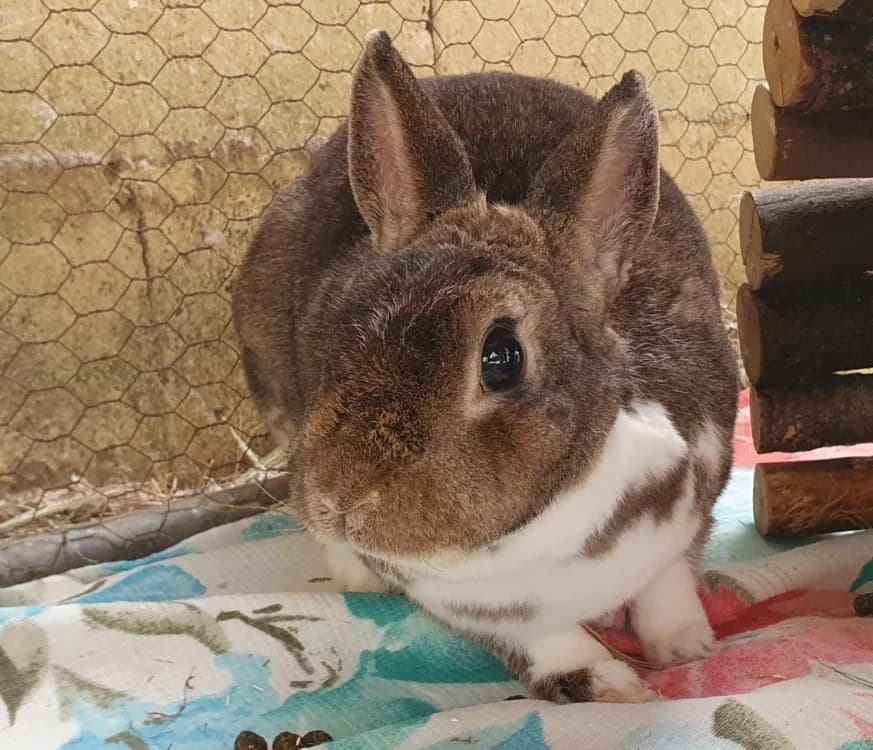 BISH, female mixed breed for adoption at SPA Chamarande, Chamarande