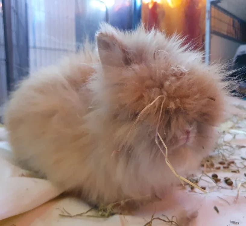 DO, male mixed breed for adoption at SPA Chamarande, Chamarande