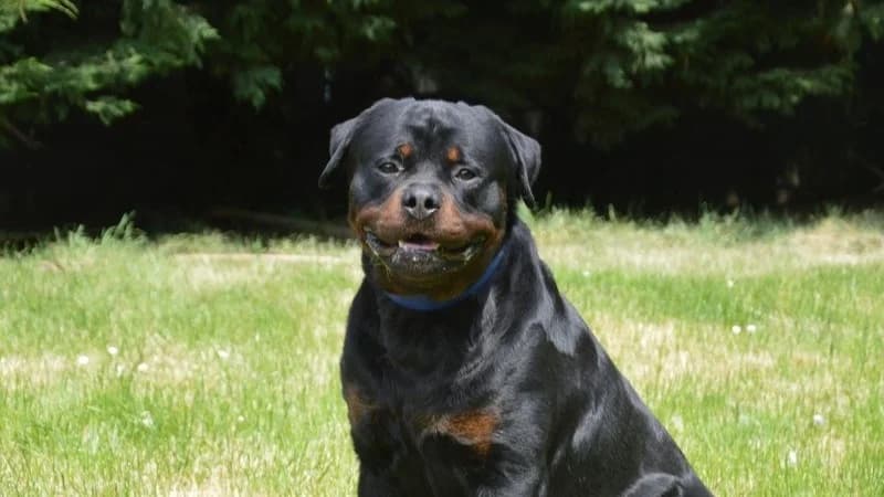 VOLF CHAO, male young Rottweiler for adoption at SPA Chamarande, Chamarande