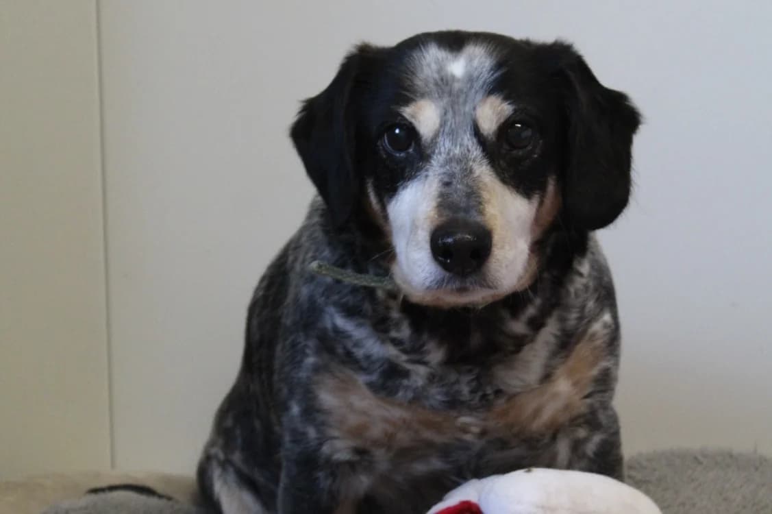 INAYA, female English Setter for adoption at Chameyrat), Tulle