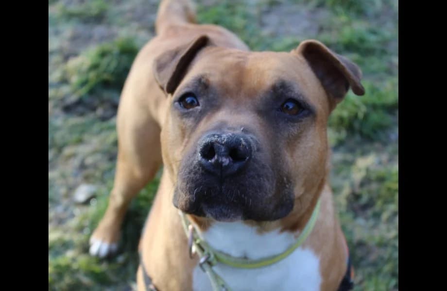 turner, male Staffordshire Bull Terrier for adoption at Chameyrat), Tulle