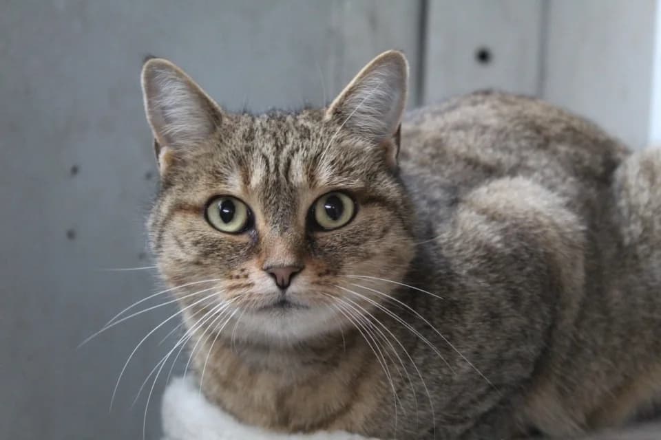 anaïssa, female mixed breed for adoption at Chameyrat), Tulle