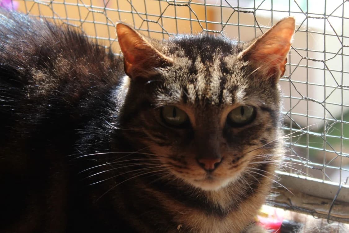 archibald, male 4yo mixed breed for adoption at Chameyrat), Tulle