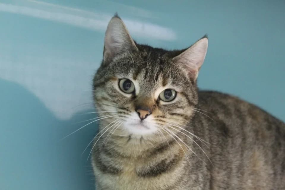 bianca, female mixed breed for adoption at Chameyrat), Tulle