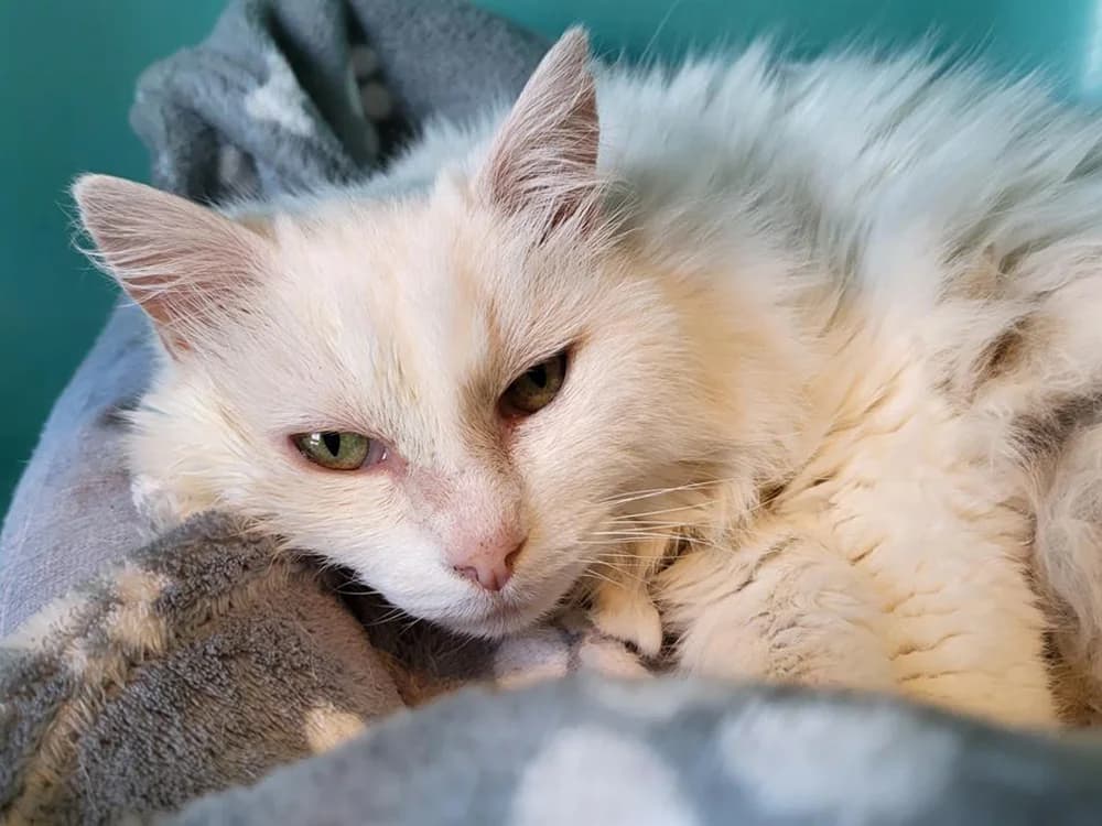 blanche, female senior mixed breed for adoption at SPA Château-d'Olonne