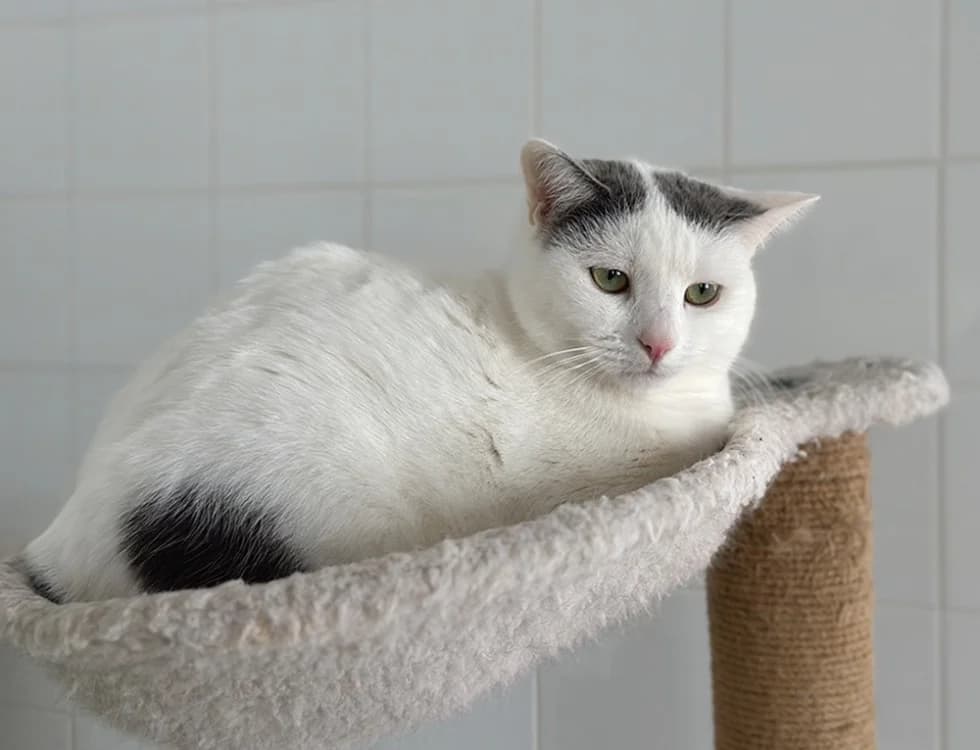 SHEERAN, male mixed breed for adoption at SPA Château-d'Olonne