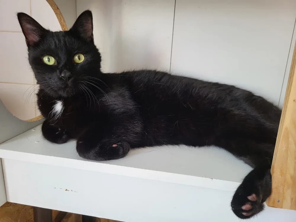 jimmy (réservé), male Mixed Breed for adoption at SPA Château-d'Olonne