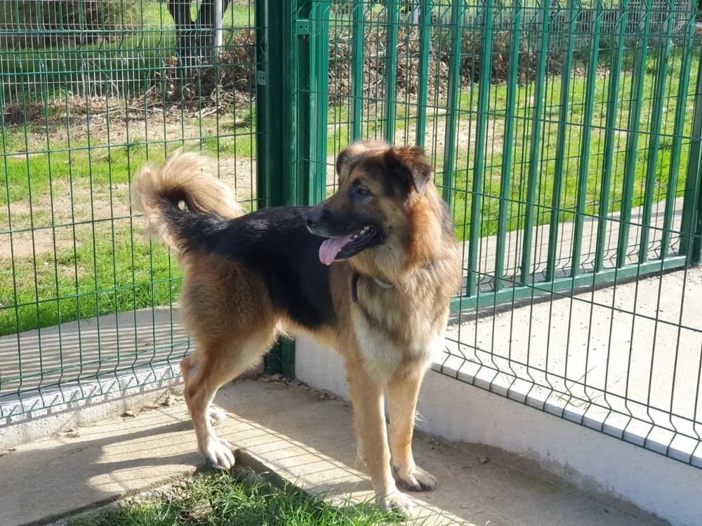 LYS, male 3yo German Shepherd for adoption at SPA Château-d'Olonne