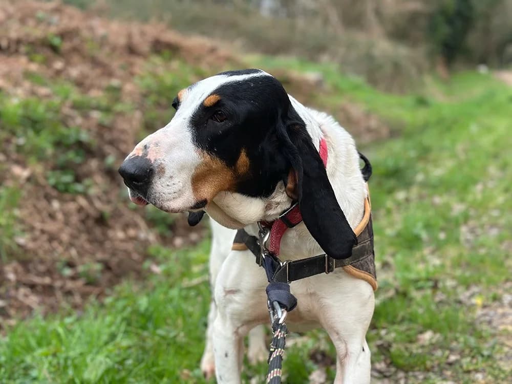 MAMA, female 7yo Mixed Breed for adoption at SPA Château-d'Olonne