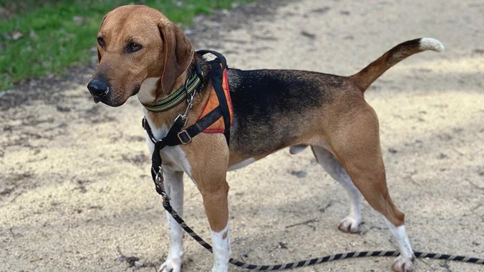 SNOW, male Beagle for adoption at SPA Château-d'Olonne