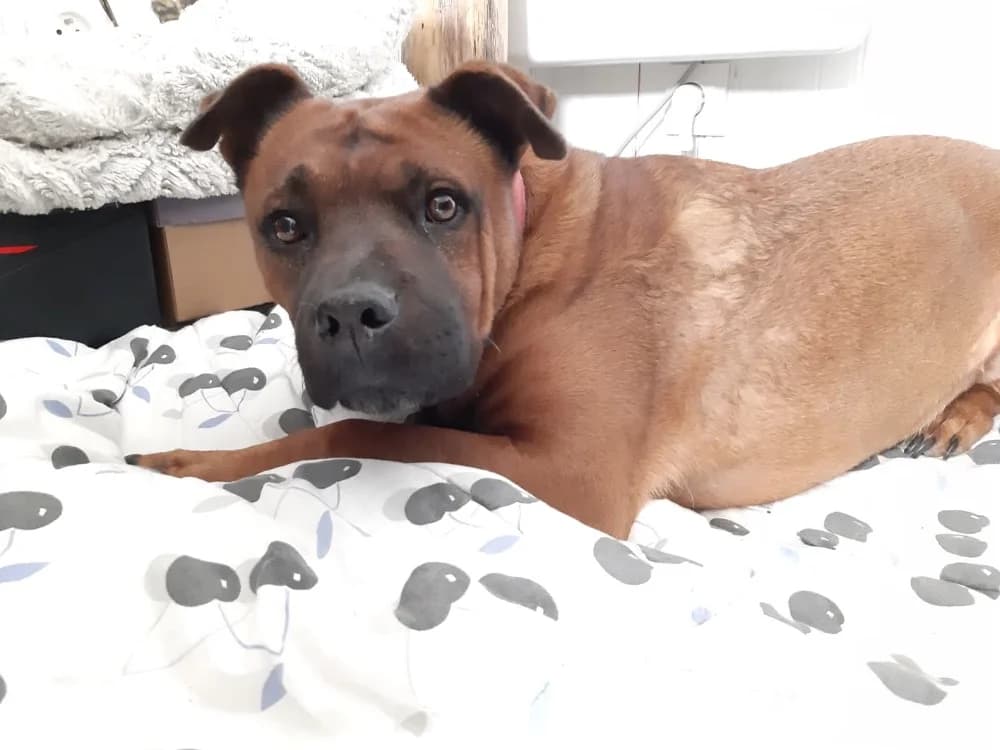 Adonis, male Mixed Breed for adoption at SPA Château-d'Olonne